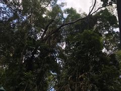 -热带雨林自然公园