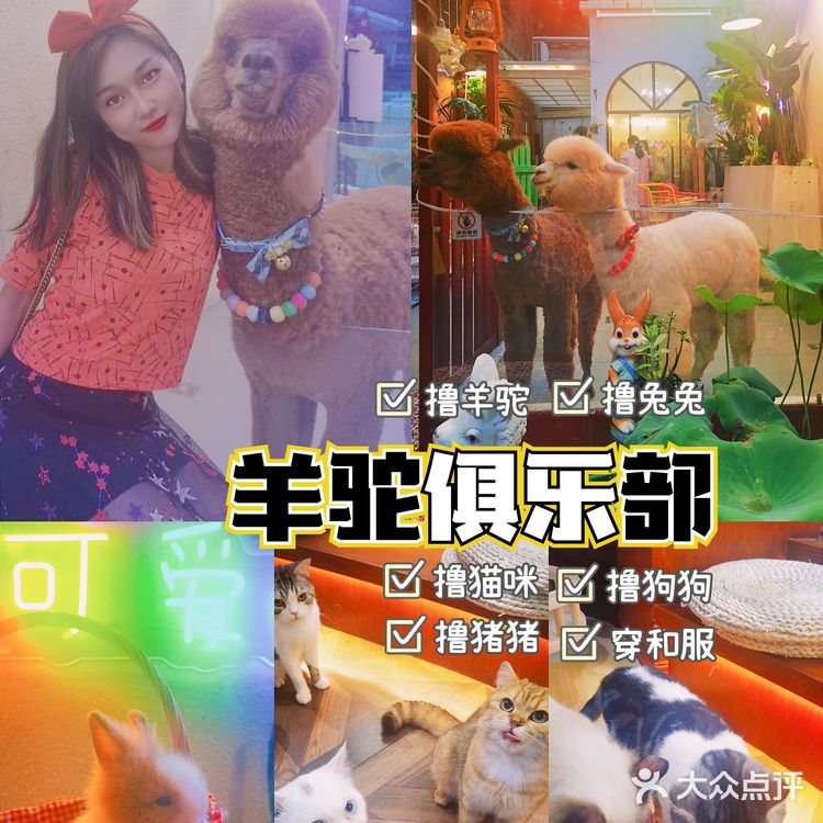 北京路撸宠圣地🦙可爱多羊驼俱乐部