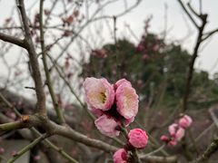 -无锡梅园公园