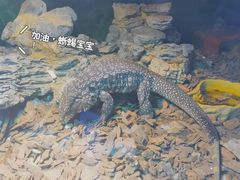 -萌宠奇缘