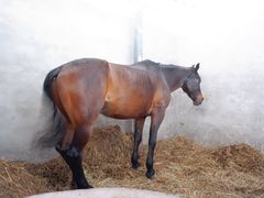 -月河湾马术俱乐部(朝阳店)