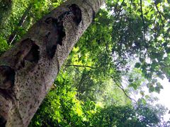 -南宁良凤江国家森林公园