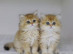 -lincat·猫舍(广州店)