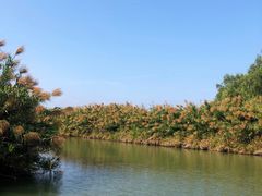 -大湾区中央湿地公园