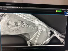 -康乐宝动物医院