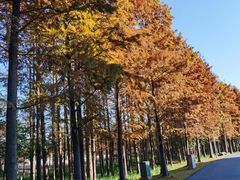 -上海长兴岛郊野公园