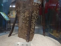 -上海昆虫博物馆