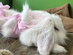 -美迦爱-牙专科·兔科·骨科诊疗中心(北苑店)