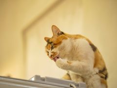 店内可爱猫咪-玫瑰咖啡(中山六路店)