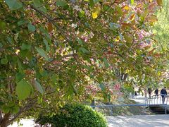 -长白岛森林公园