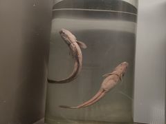 -正佳自然科学博物馆