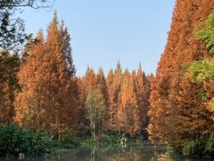 -桤木河湿地公园