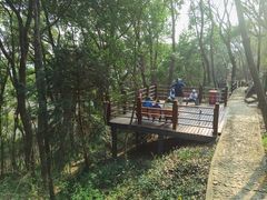 -上海佘山国家森林公园天马山园