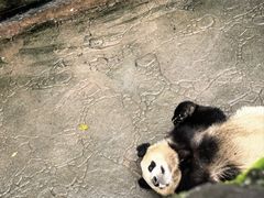 -都江堰中华大熊猫苑