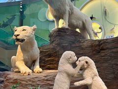 -陕西自然博物馆