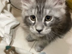 -lincat·猫舍(广州店)