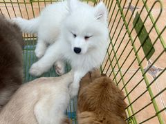 -Let's go狗咖·猫咖·奶狗·桌游(春熙路IFS店)