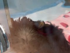 -FAELING PETS美天灵宠物(合生汇店)