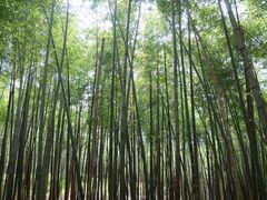 -西湖风景区十里琅珰-五云山