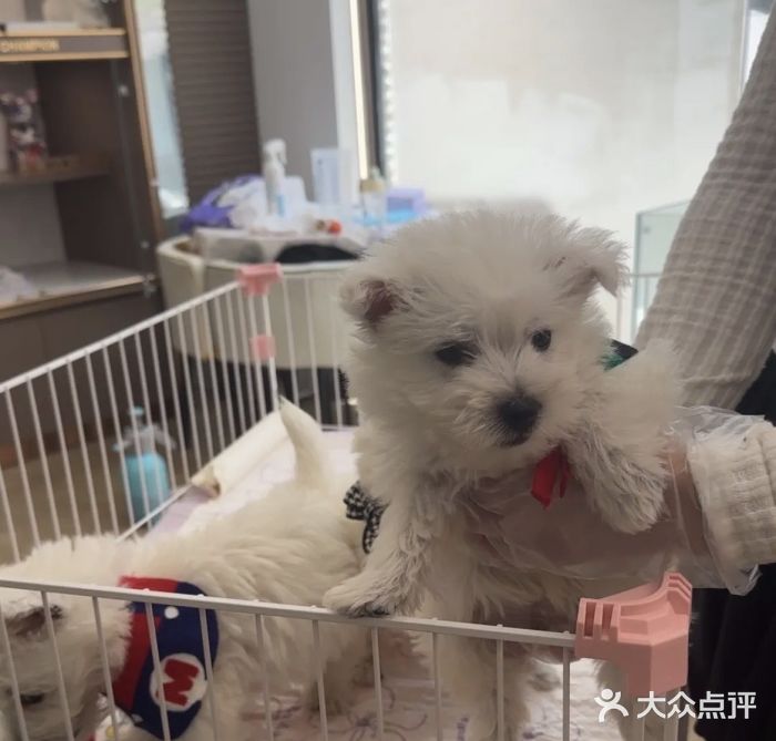 翊宠yipet猫狗购宠庄园图片
