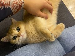 -翊宠yipet猫狗购宠庄园犬舍•猫舍