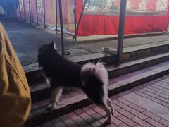 -永刚烧烤(大夜市店)