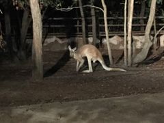 -清迈夜间动物园