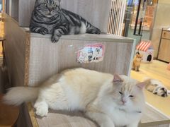 -藏猫猫咖啡主题馆(中央大道店)