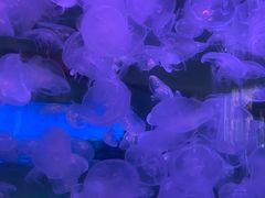 -横店影视城梦幻谷园区