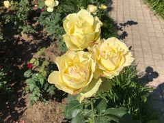 -桃花堤公园