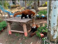 -灵玲国际马戏城