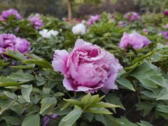 -莲花池公园