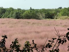 -洪湖湿地生态园