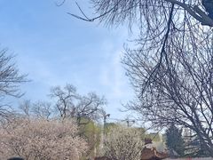 -桃花堤公园