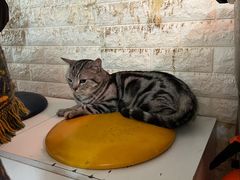 -平行世界·猫咖(首经贸店)