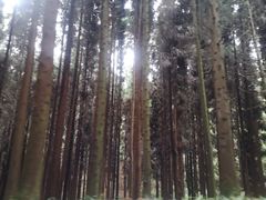 -武陵山森林公园