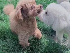 -趣玩宠物乐园寄养训犬训狗游泳池