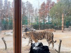 -上海野生动物园老虎餐厅