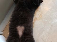 -爱侣宠医·鹦鹉专科·小型哺乳类·异宠专科(灵石路店)