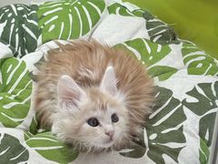 -青奢宠物·青奢猫舍