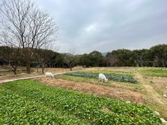 -悦禧耕岛酒店·指月坞餐厅·旺山特色农家乐