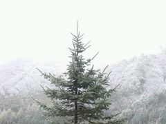 -硗碛藏寨·神木垒景区