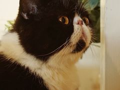 -猫爷宠物生活馆·撸猫馆