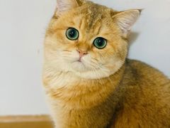 -柴迷FANS CLUB·柴犬狗咖·猫咖