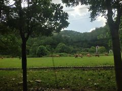 -木兰云雾山