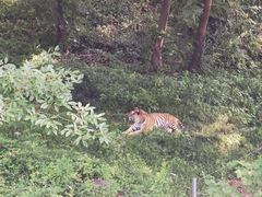 -合肥野生动物园