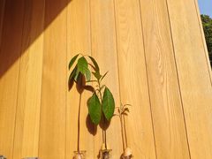 -翠贝卡&Mama Kelly Brunch Coffee(河西店)