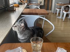 -Cappucimeow猫咪咖啡馆(韦伯时代店)