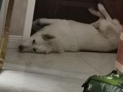 -宠福鑫康馨动物医院·骨科·眼科