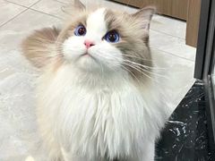 -美联众合动物医院·24h转诊中心